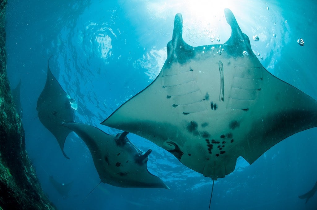 manta-nusapenida-snorkeling
