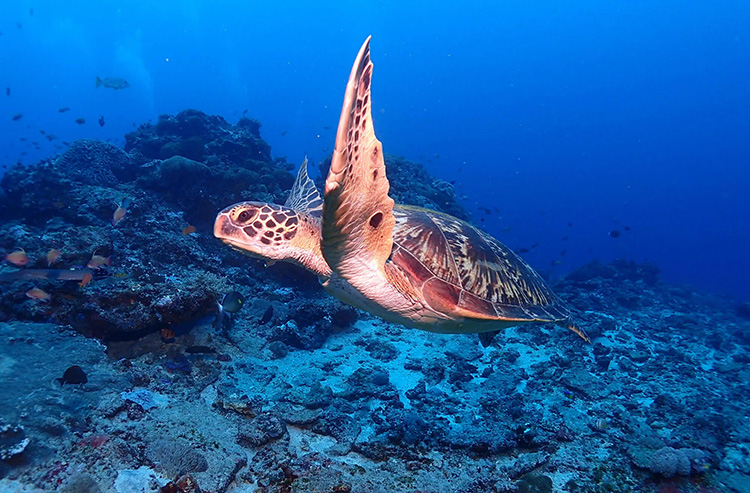 padangbai-snorkeling